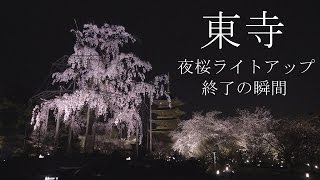 【4K】東寺 夜桜ライトアップ 終了の瞬間