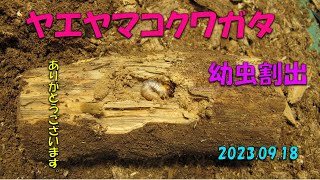 ヤエヤマコクワガタ幼虫割出2023 09 18