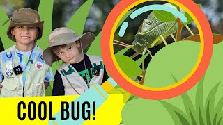 Cool Leaf Bug! 🌿 (Katydid Facts for Kids)