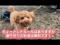 【トイプードル】海の公園、楽しかった最後にまさかの衝撃！！こんな事ありえる？