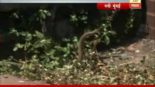 Navi Mumbai : Snakes