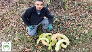 Quick Guerrilla Garden Harvest // Passive Food Production