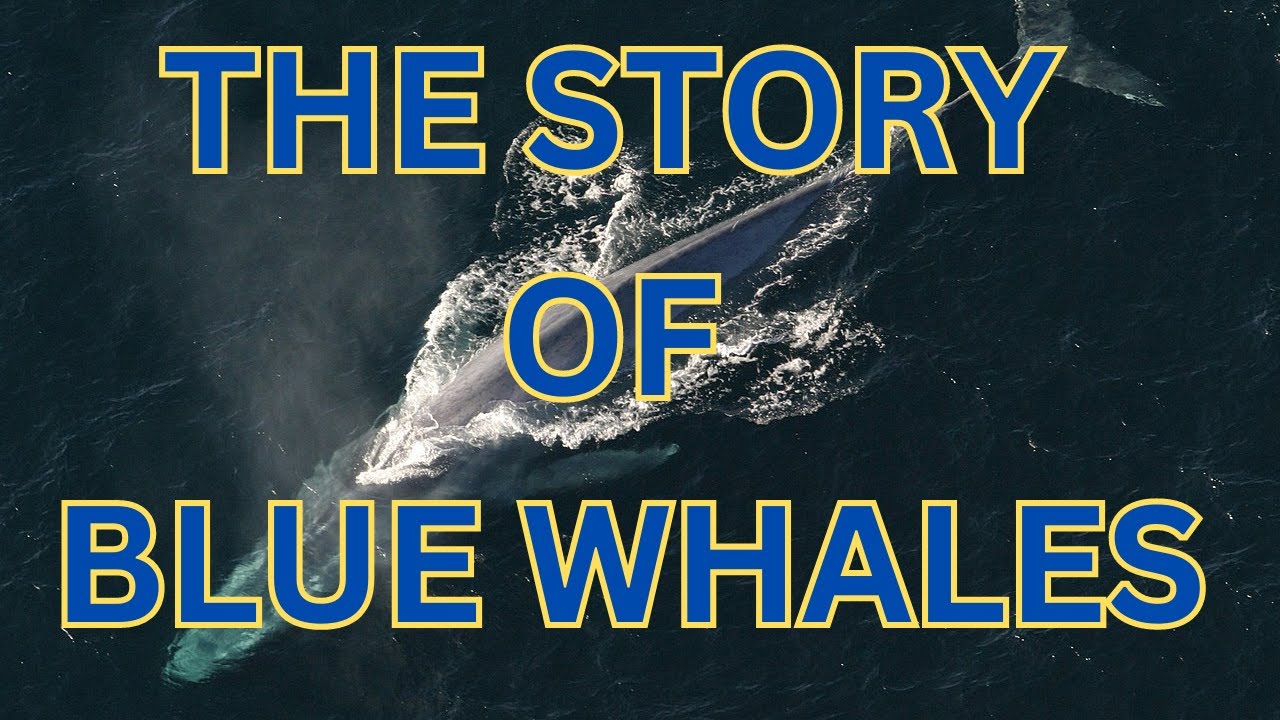 The Story Of Blue Whale | Story Time With Philip - YouTube