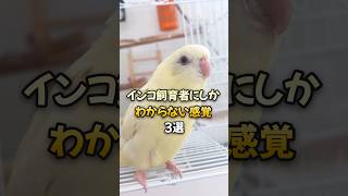 インコ飼育者にしか分からない感覚【3選】 #shorts #インコ #parrot