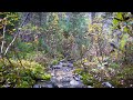 find peace relaxing autumn creek sounds in 4k 🌿 nature ambience for study sleep u0026 meditation