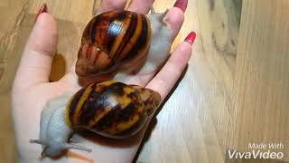 Archachatina marginata suturalis silverbody giant land snails