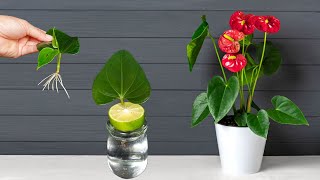 Unwind With The Delicate Art of Propagating Anthuriums With Lemon in 15 Minutes!