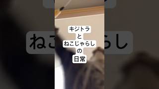 ニンゲンが思ってた猫じゃらしタイムと現実は違うようです　#shorts #catvideos #猫 #cat #白猫 #キジトラ猫 #保護猫 #ねこのいる暮らし #ペット