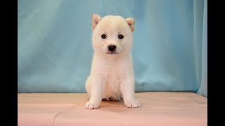 柴犬　NO.180801　ペットショップ『ヒラマツケンネル』の子犬