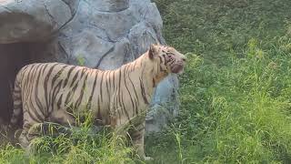 सफेद बाघ के बारे में जानकारी || Information About The White Tiger @JeevPremee