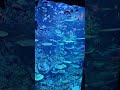 Aquarium BXSea