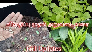 How to grow cluster beans in Tamil/ கொத்தவரை நன்மைகள் மற்றும் வளர்க்கும் முறை/RSA Nature