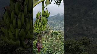 In Colombia #coffee #nature #coffeetasting #travel