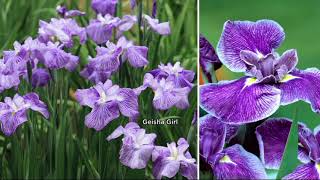 Cottage Farms 3-Piece Jumbo Japanese Iris Set on QVC