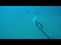 lights out african pompano spearheads spearfishing