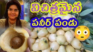 Paneer Fruit || Rose apple || చిత్రమైన అరుదైన పండు