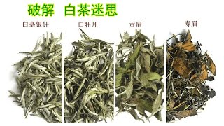 致遠說茶 7（白茶迷思：加工最少，是優點嗎？就等於天然和健康嗎？）