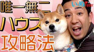 松本秀樹流！柴犬とトレーニング！ハウスを覚える唯一無二の方法