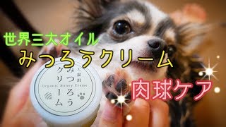 高級みつろうクリームで初めての肉球ケアをするチワワ【犬猫用】