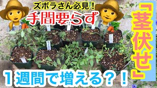 【増やし方】ズボラさん必見！「茎伏せ」が凄すぎ / 茎を土の上に乗せるだけで発根？！/ 成功した11例全てをお見せします【ガーデニング】