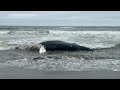 Dead humpback whale washes up on SF beach, may have been killed by orca, scientists say