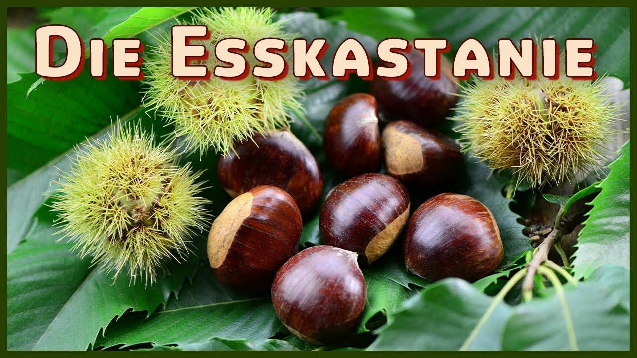 Baumarten Basics: Die Esskastanie (Castanea Sativa) | Jowi's Wald - YouTube