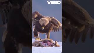 Mesmerizing Slow Mo Wildlife Action Reel