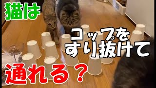 猫の障害物すり抜けチャレンジ！ニャンちゃんは障害物を倒さず、しなやかに、するりと通り抜けると聞きました。早速、検証してみました。