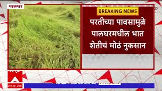 Palghar Crop Loss : पालघरमध्ये परतीच्या पावसामुळे पालघरमधील भात शेतीचं मोठं नुकसान