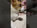 【癒し】飼い主にくっついて寝たいコーギー コーギー ちくわ shorts