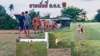 Ep.32 ยามเย็นที่บ้านเรา#พาน้องหมาน้องแมวออกกำลังกาย#น้องแมวโตกว่าน้องหมา🐶🐶#นางน้อย บ้านนา channel