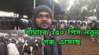 খামারে ২৫০ পিস নতুন গরু এসেছে 🐄🐄 ||Saudi Arab cow farming