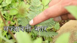 Lajjawati jhar|| Real 🐝||Touch me not plant☘️🍀 ||Nepali whatsapp stauts😍|| Mimosa pudica