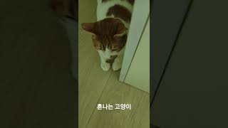 #혼나고 있는#고양이 표정A cat face being scolded.しかられている猫の表情