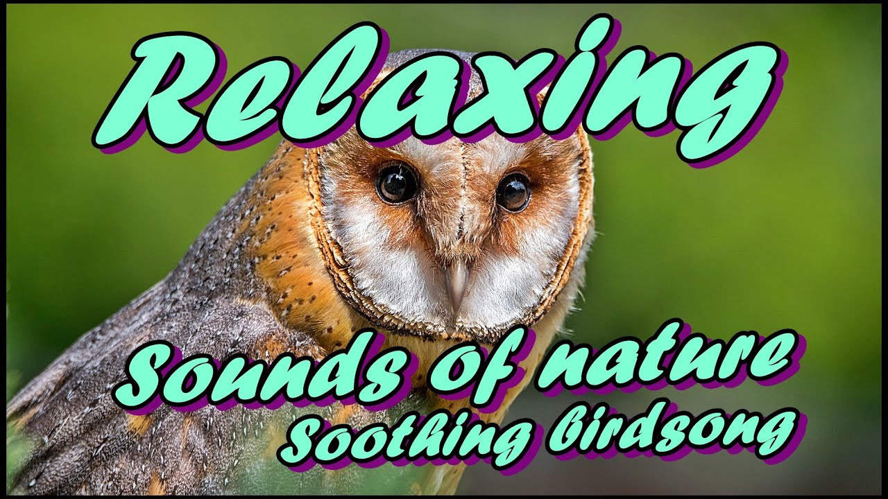 Relaxing Sleep Meditation Music Relaxing Sounds Of Nature Soothing
