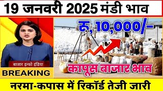 19 जनवरी 2025 मंडी खुलते ही नरमा-कपास में जबरदस्त तेजी | narma-kapas mandi bhav today |cotton price