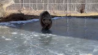 Jenny and Amy…such good friends. or those of you wondering, bears rarely have any trouble with cold.