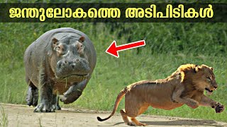 ജന്തുലോകത്തെ കിടുക്കാച്ചി അടികൾ 😲😂 ! Top 10 Facts In Malayalam | Informative Facts | Malayalam