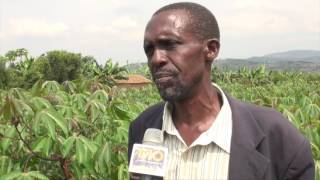 SOBANUKIRWA UBUHINZI BW'IMYUMBATI | Farmer to Farmer Program