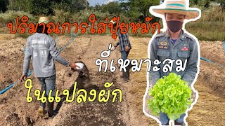 ปริมาณการใส่ปุ๋ยที่เหมาะสมในแปลงผัก