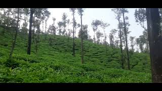 kelagur tea estate @Mudigere Chikmagalur