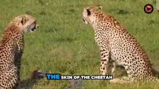 CHEETAH CUB LEARNS TO HUNT