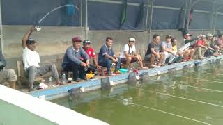 Lomba mancing ikan mas - bobot ikan induk 3 - kg,,, seru.