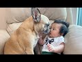 My Dogs Fall In Love With Our Baby | The Full Story
