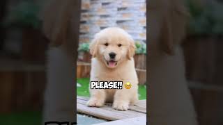 Cutest Dog - Best of 2023 Compilation | Cute \u0026 Funny Golden Retrievers