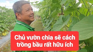 Chia sẽ kinh nghiệm trồng bầu sao én vàng Bato 447