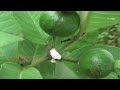 జామ సాగు చేసే రైతులకు సూచనలు tips for raising guava gardens etv