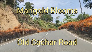 Marigold Blooms | Old Cachar Road | Tongjei Maril