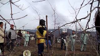 130107果樹研究会～1423高密植新わい化栽培整枝剪定交流会
