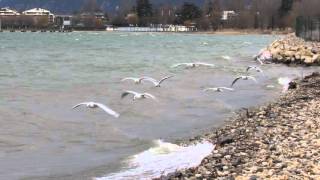 Les mouettes du lac du Bourget